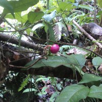 Ardisia lankaensis Kosterm.